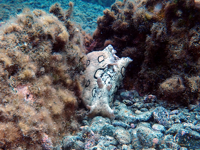 Lièvre de mer occelé