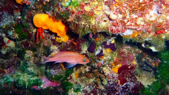 Anthias