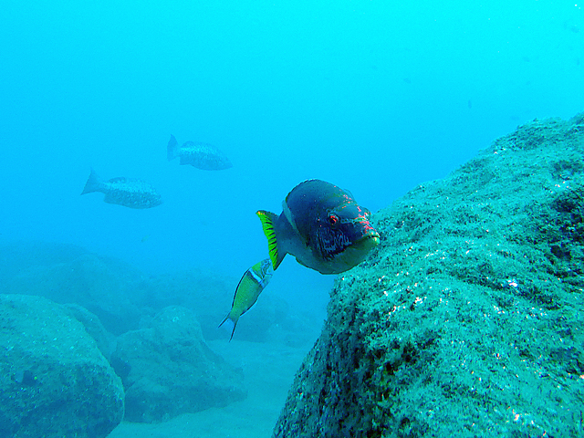 Labre cochon (Bodianus scrofa)