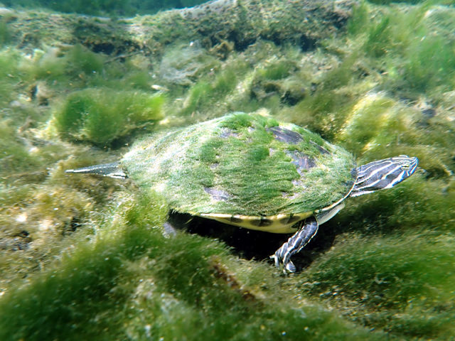 Tortue de Floride