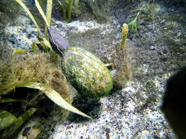 Tortue musquée (Sternotherus odoratus)