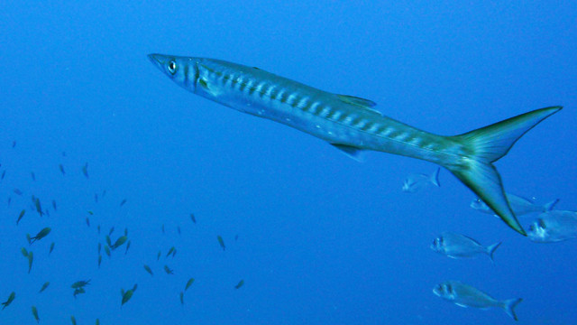 Barracuda