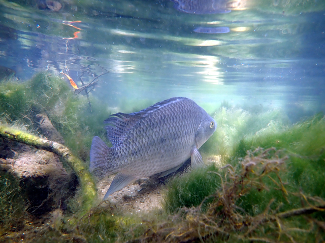 Tilapia bleu