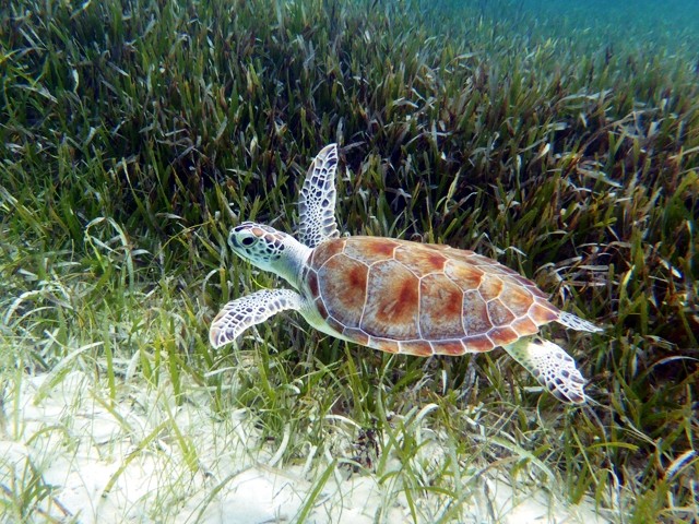 Jeune tortue verte