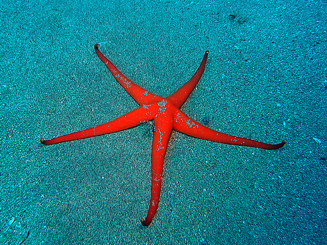 Grande Etoile de mer rouge (Narcissa canariensis)