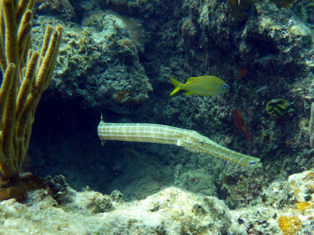 Poisson-flûte/trompette