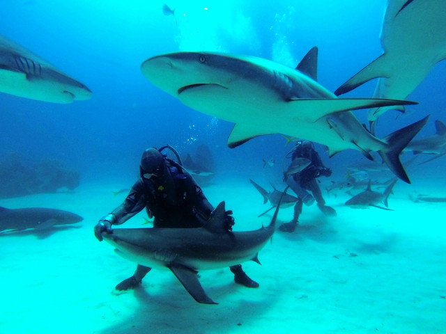 Requins des Caraïbes