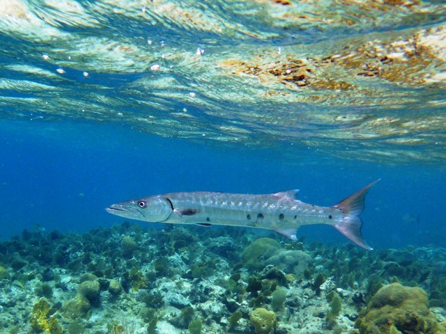 Barracuda en chasse ...