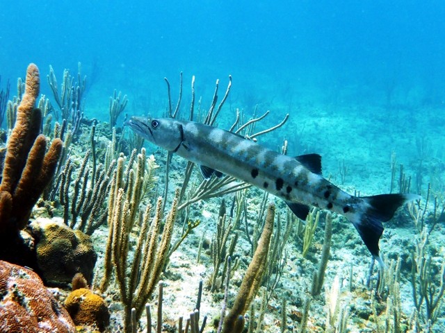 Barracuda