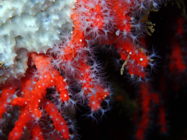 Corail rouge