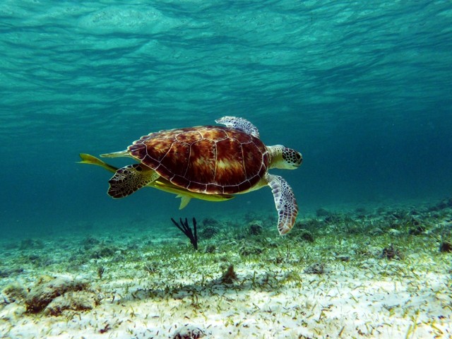 Tortue verte avec ses Rémoras