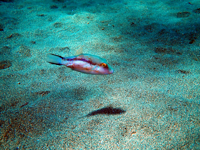 Canthigaster capistrata