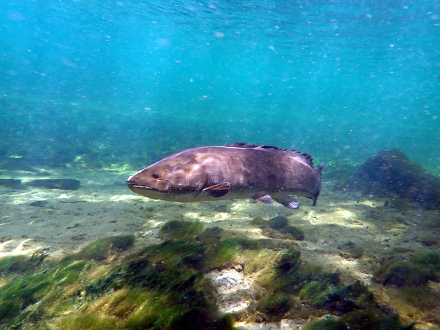 Poisson-castor (Avec sa queue !)