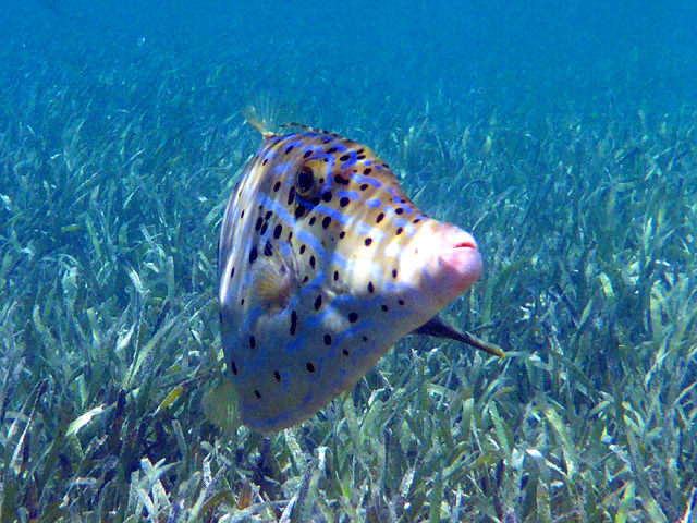 Poisson-lime gribouillé