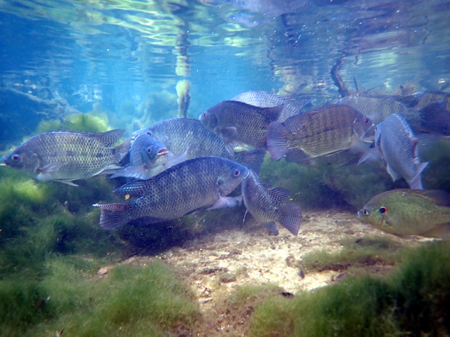 Tilapias