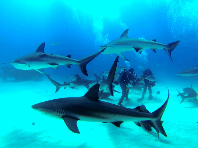 Requins des Caraïbes