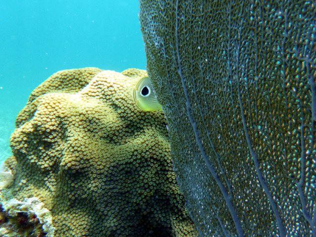 "Oeil" d'un poisson-papillon passant derrière une gorgone ...