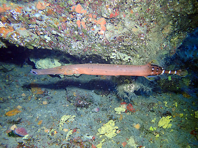 Poisson trompette