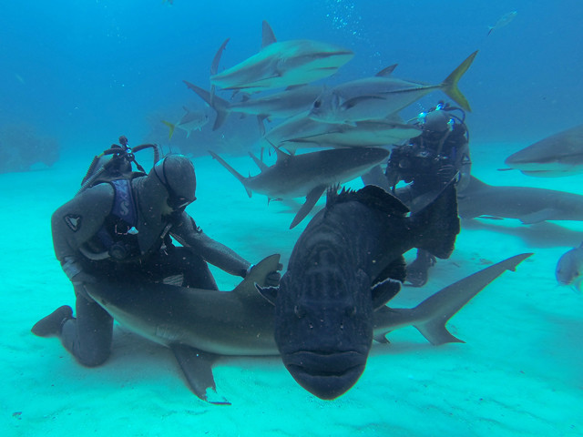 Requins des Caraïbes et Mérou