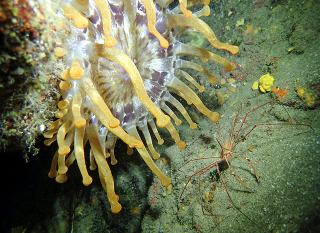 Anémone charnue avec un crabe flèche