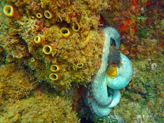 Poulpe et éponge cavernicole jaune