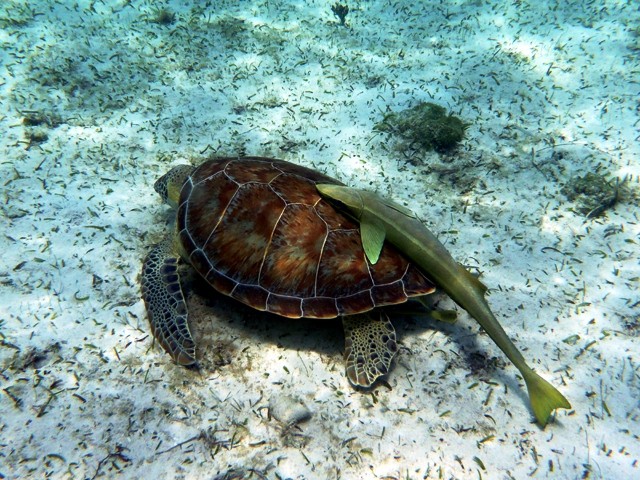 Tortue verte avec ses Rémoras