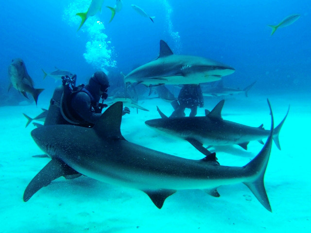 Requins des Caraïbes