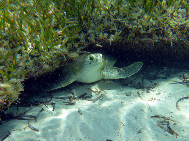 Jeune tortue verte sous un platier ...