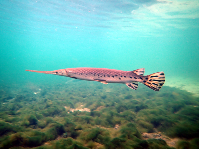 Lépidostée (Lépisosteus platyrhincus)