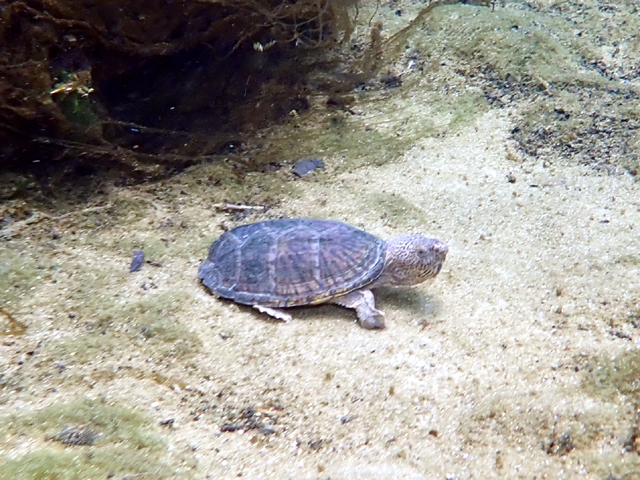 Tortue musquée (Sternotherus minor minor)