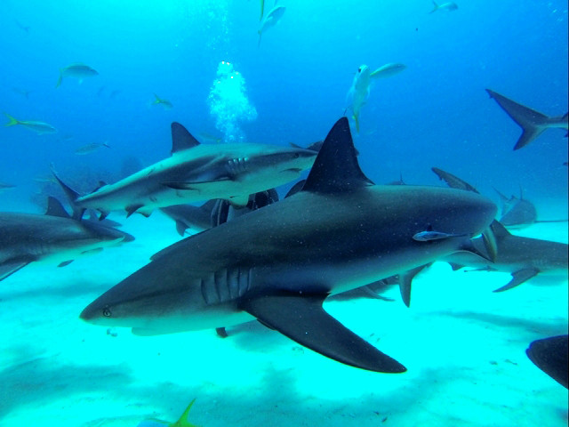 Requins des Caraïbes