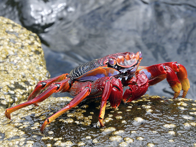 Crabe de l'Atlantique