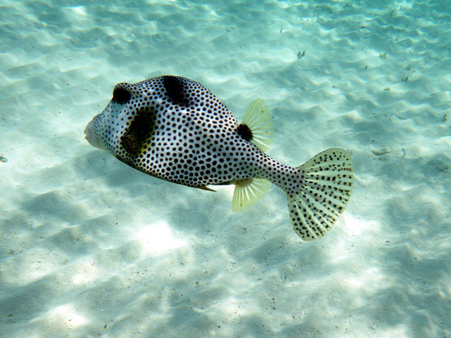 Poisson-coffre noir et blanc