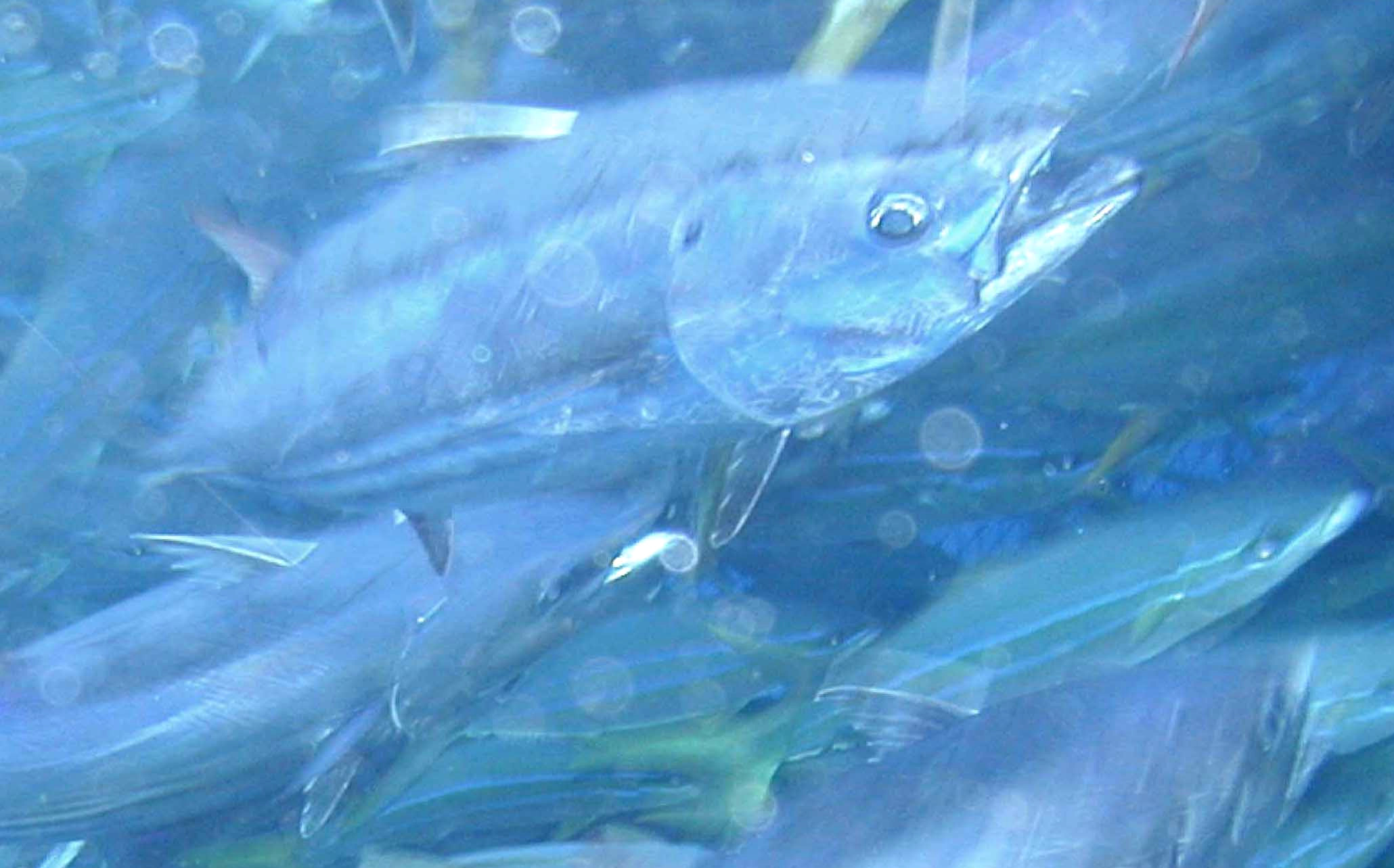 主な海洋生態系モデル - 清田雅史のホームページ