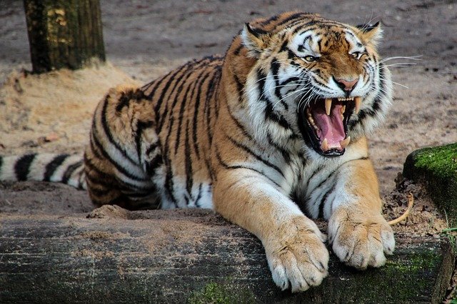 Tigre prêt à bondir, qui montre les crocs, en gros plan dans un paysage de campagne