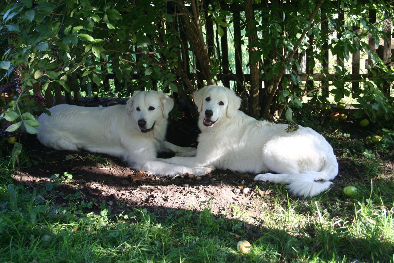 Herzlich willkommen auf meiner Österreichischen Podhalaner Seite