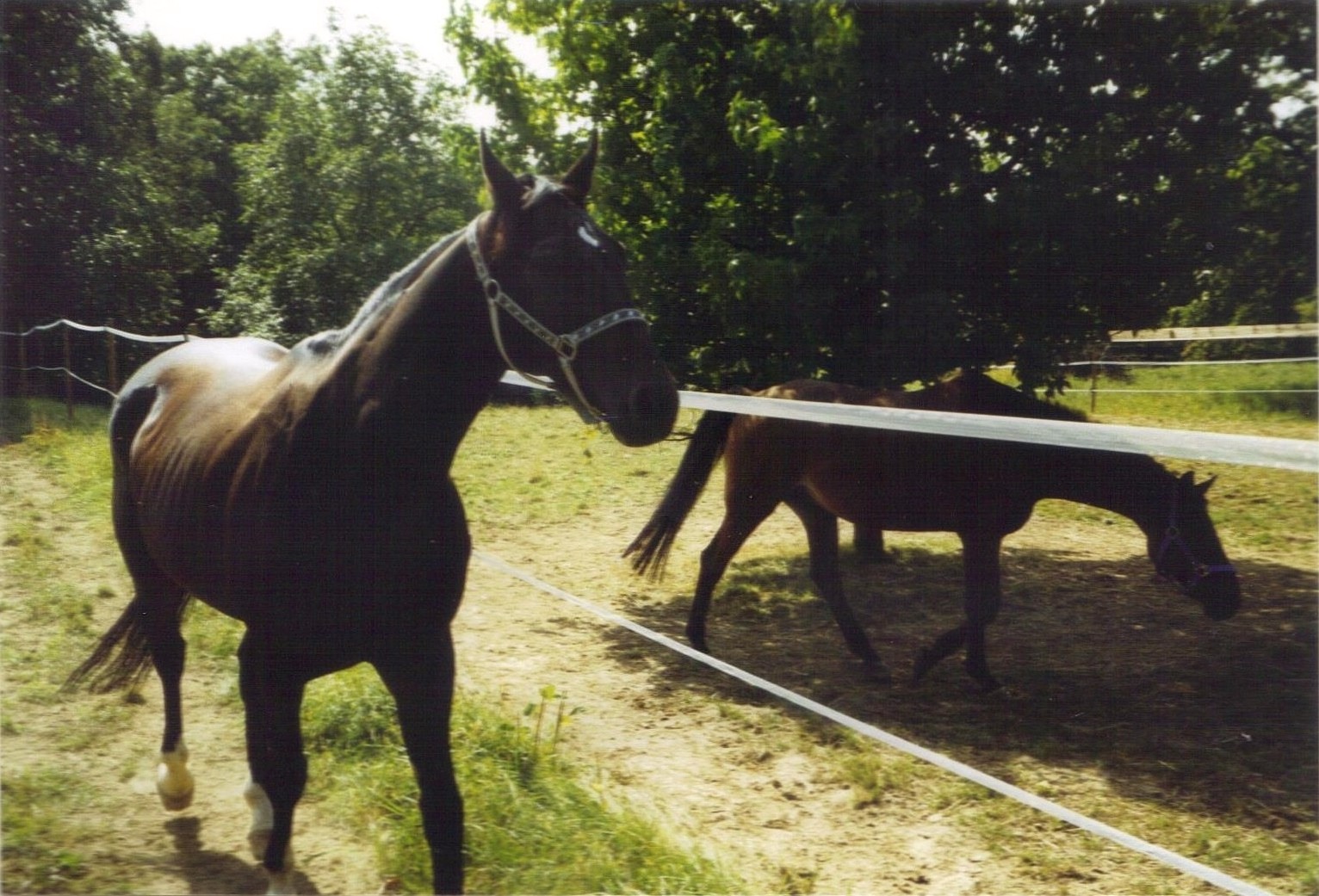 Don Sisko in Ebersweier, 2003