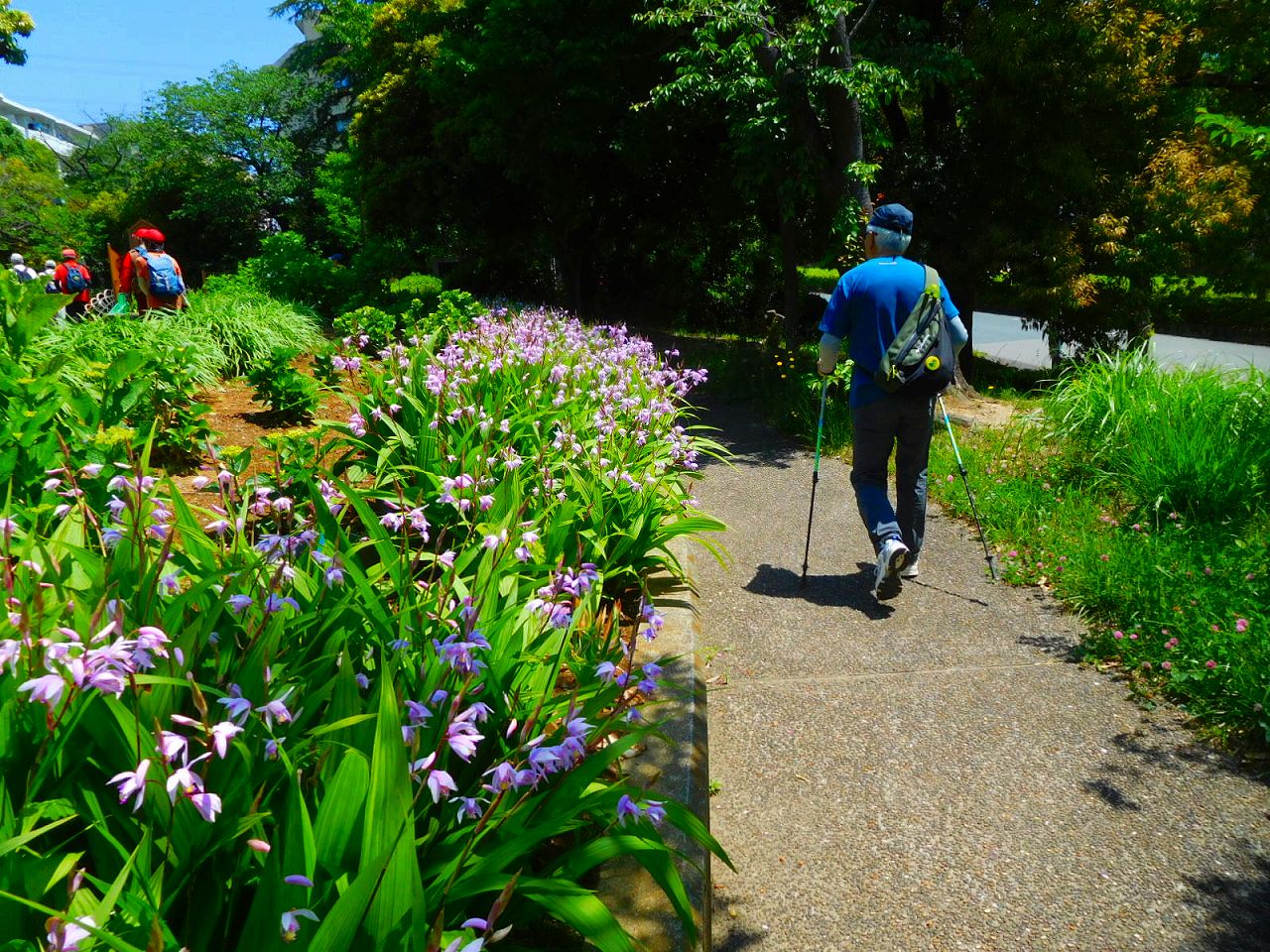 花咲く紫蘭の横を歩きすすきの公園到着