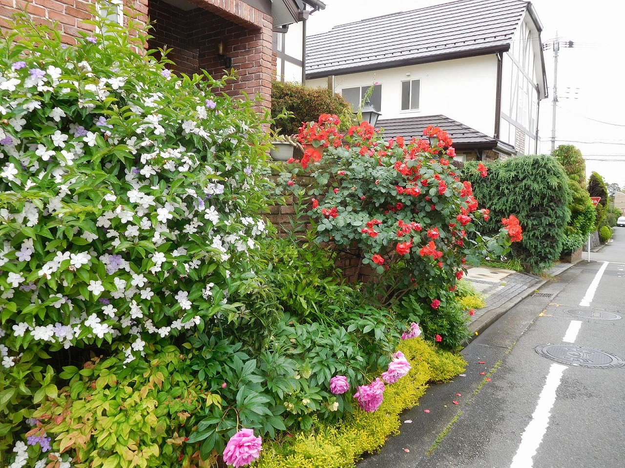 いろんな花が咲いてますね