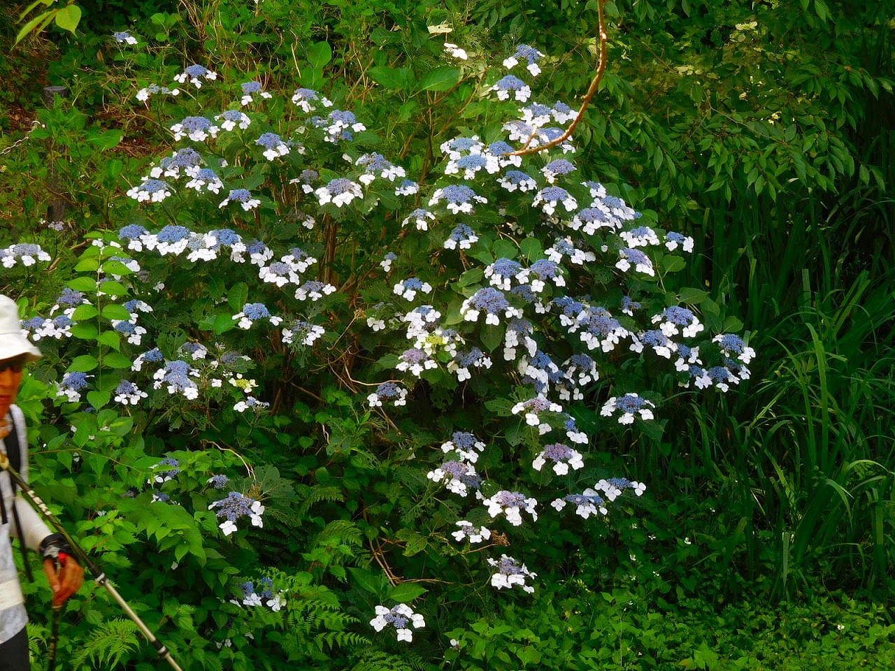 額紫陽花もきれいです