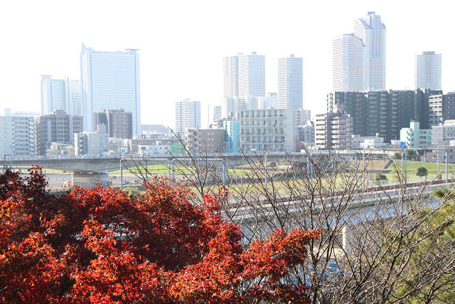 多摩川沿いから見る高層ビル　手前の紅葉が綺麗です