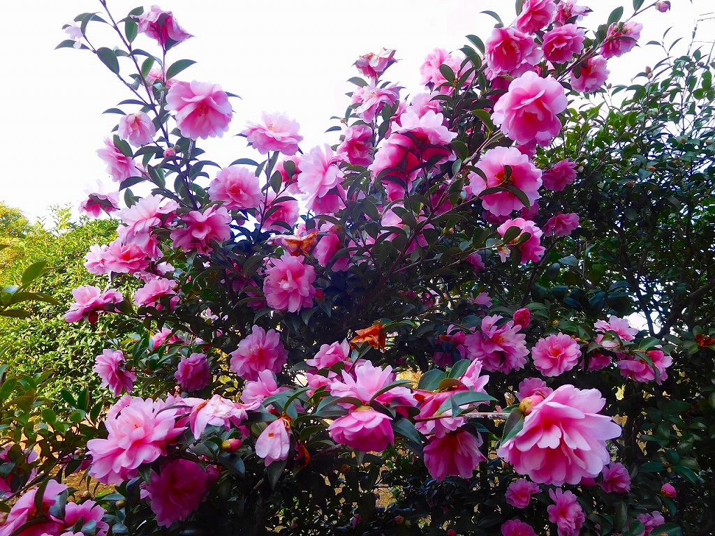 椿の花のようですね