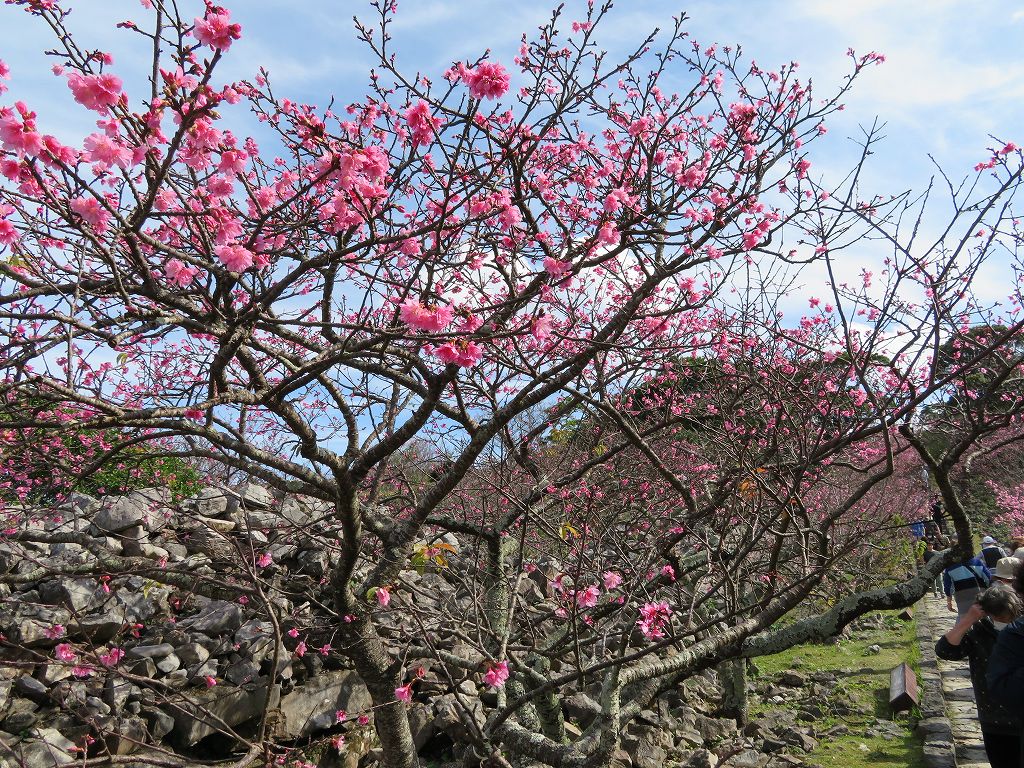 桜祭りが始まります