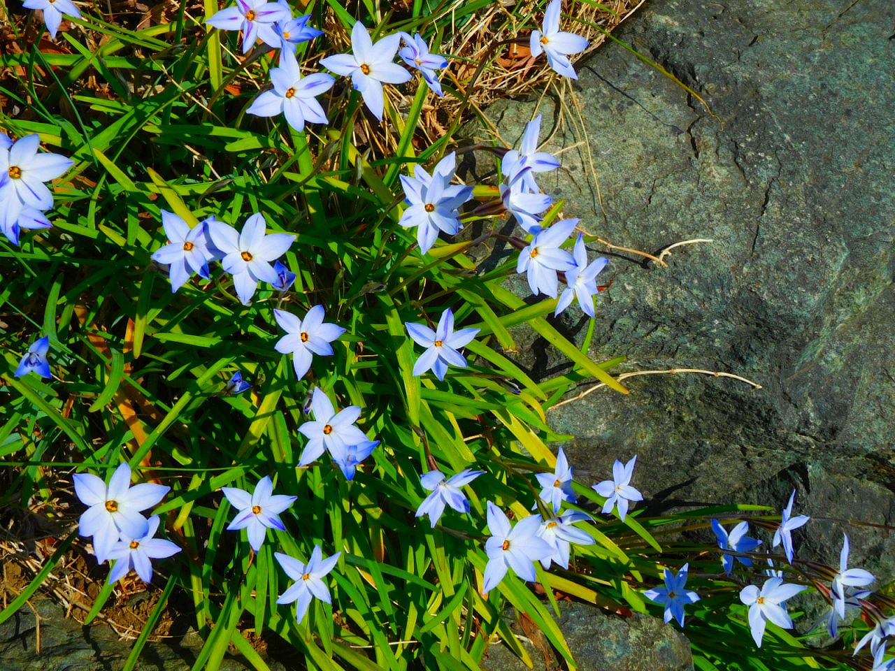 途中のお宅の庭の花韮(ハナニラ)