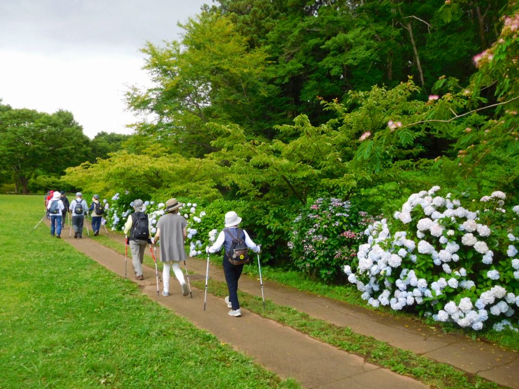 公園の平地に戻ると紫陽花で癒される