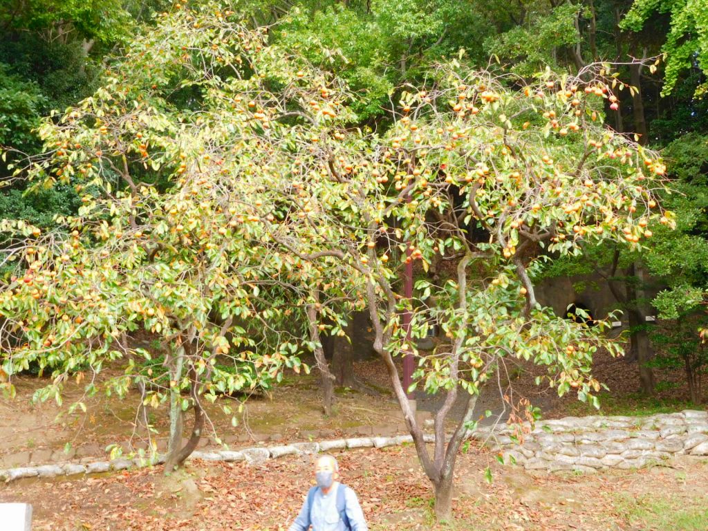 横穴古墳公園には柿の実がたわわに実っていました