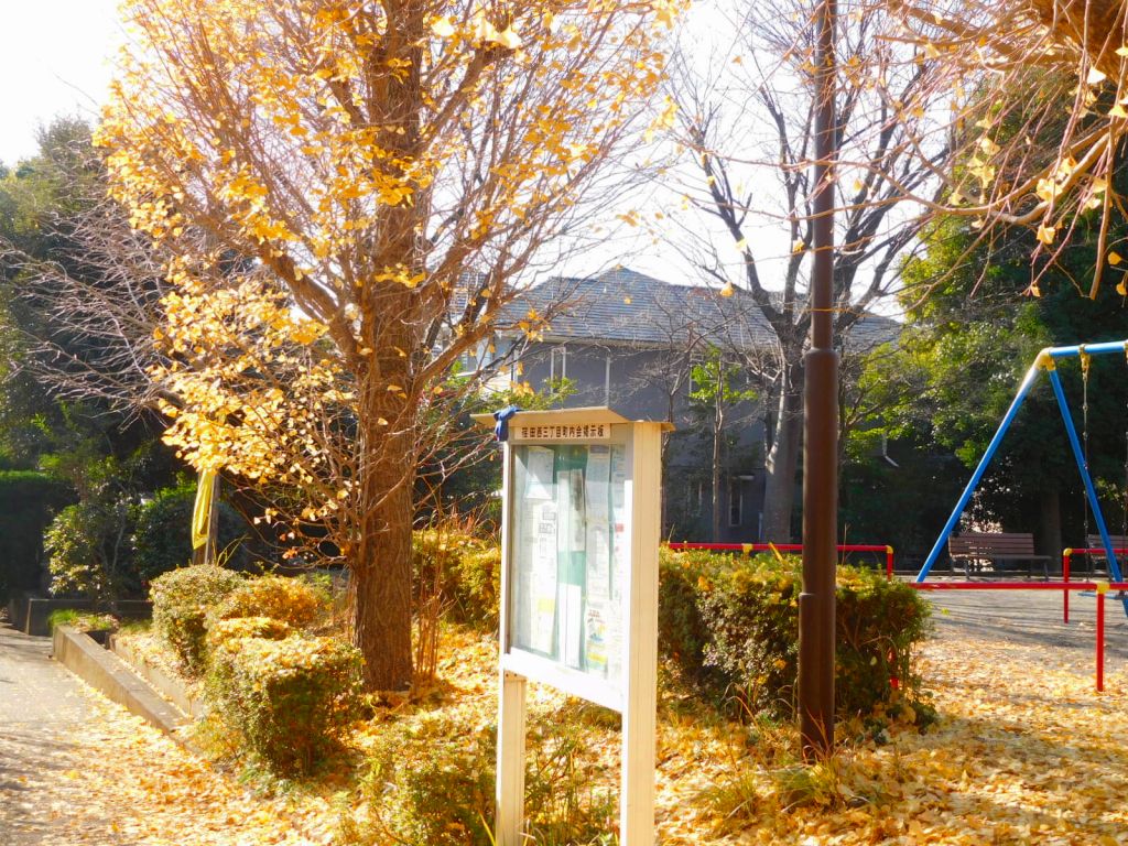 日向公園の黄葉　銀杏の樹の下は黄色い落ち葉で凄い!!