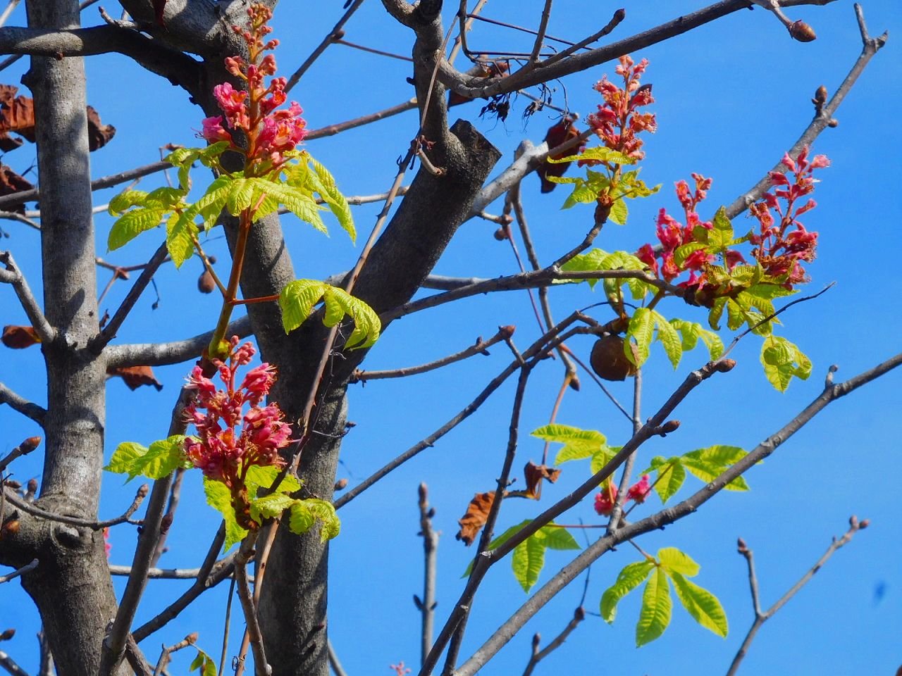 5・6月に咲く紅花栃ノ木が狂い咲き　実も付いてます