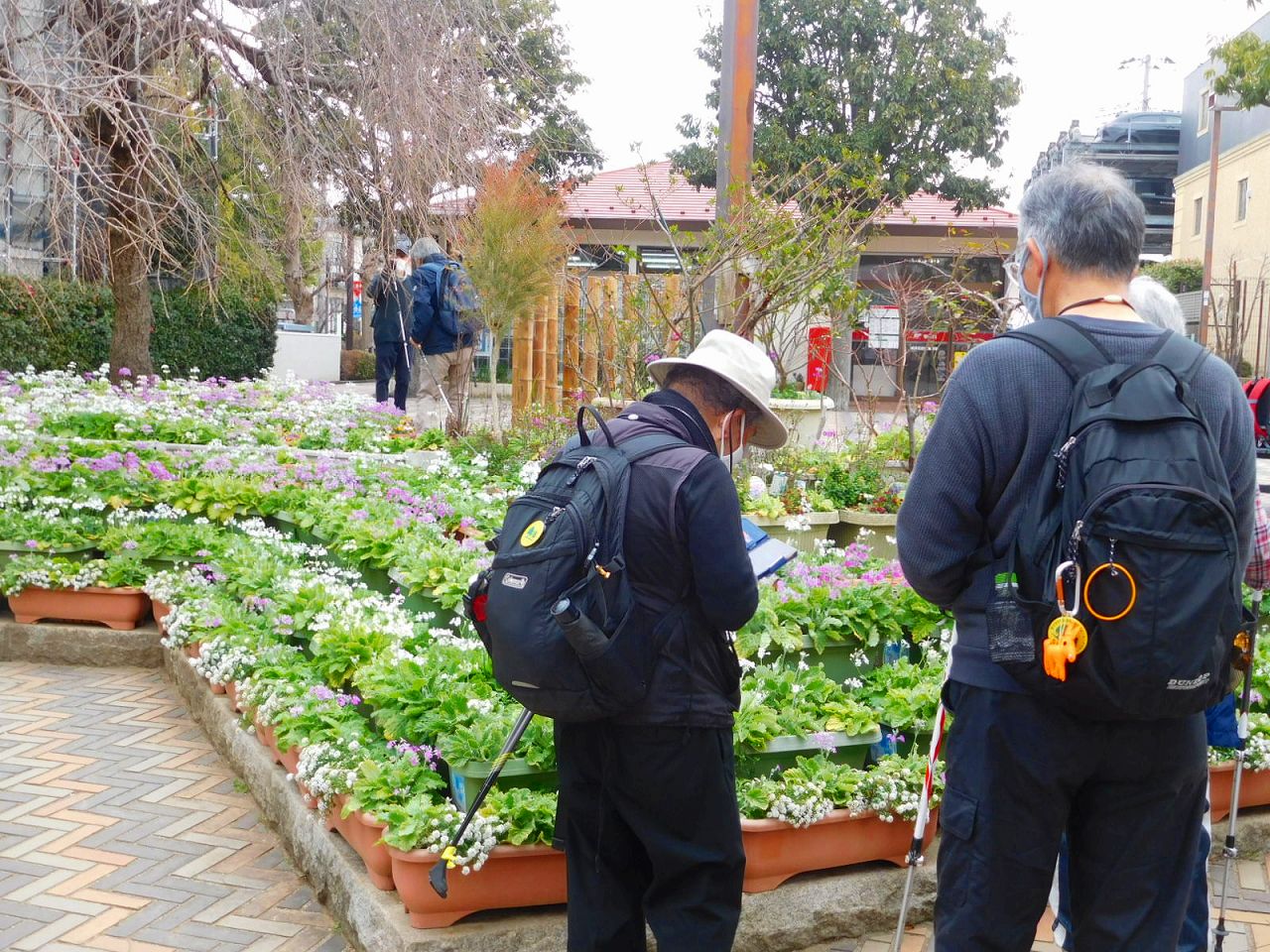 エダキン広場　サクラソウが開花しています