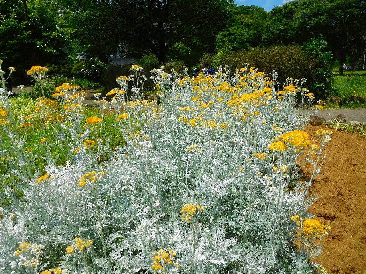 白妙菊　満開です
